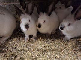 3 x Beautiful, friendly Californian males