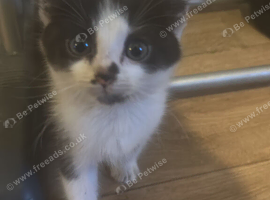 Beautiful kitten