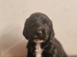 Kc cocker spaniel puppy