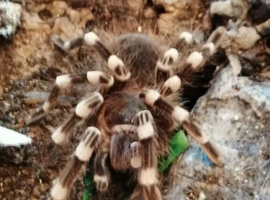 Triumphtarantulas