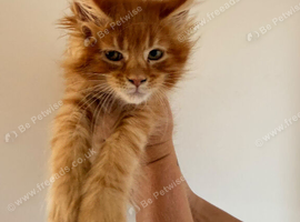 Beautiful tica reg Maine coon kittens.