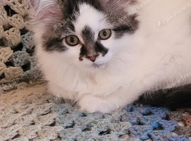 Gorgeous female kitten