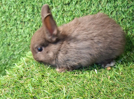Chocolate Netherland Dwarf
