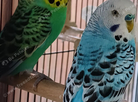 Two young cocks
