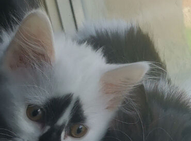 8 week old kittens