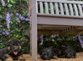Beautiful Family-Raised German Shepherd Puppies