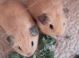 PURE CALIFORNIAN BABIES
