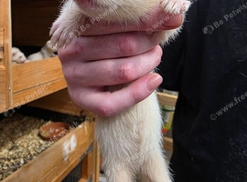 Male & female baby ferrets &pound;25