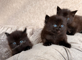 3 Gorgeous Kittens
