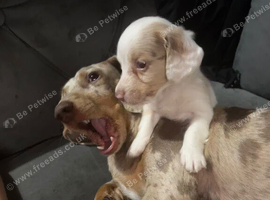 Isabella pied male miniature dachshund