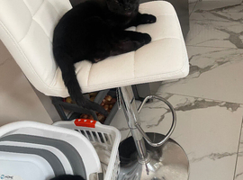 Bombay Black Panther
