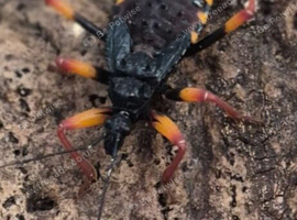 Psyttala horrida (horrid king assassin bug)
