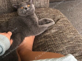 British shorthair boy ready to leave