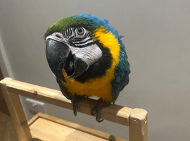 Stunning Young HandReared Blue & Gold Macaw Parrot.15