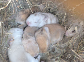 Mini lop X Netherland dwarf bunnies