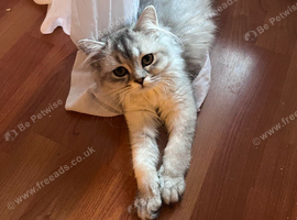 Beautiful 4‑Month‑Old Kittens - Ready for New Homes