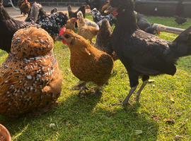For sale serama x pekin bantams