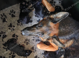 KC Registered German Shepherd Puppies