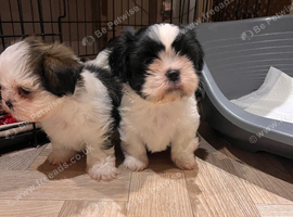 Shih tzu X Lhasa apso