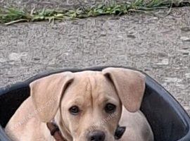 Puppy