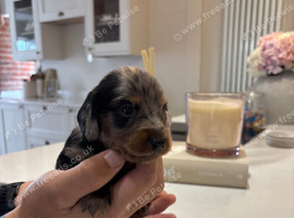 Long hair/short hair miniature dachshund