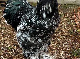 Black mottled LF Brahma chicks