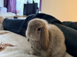 Friendly, house rabbit