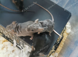 Fancy mice