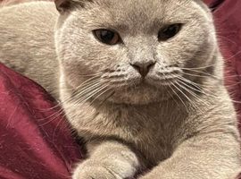 Male British Shorthair for sale