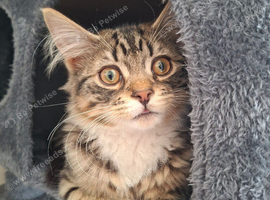 Male 7 month old kitten