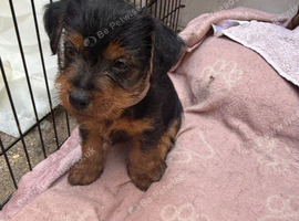 patter dale cross yorkshire terrier