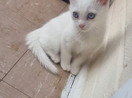 white cats of the breed Turkish Angora