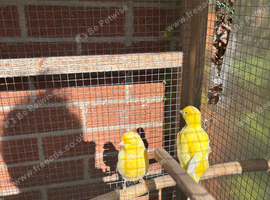 2 canaries for sale