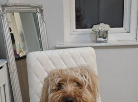 I&rsquo;m Reggie and looking for a loving home I can&rsquo;t be around children or other animals
