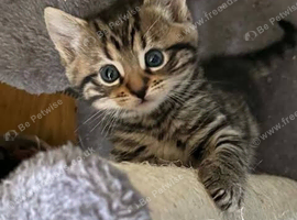 Kittens To A Good Home