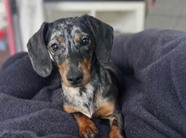 Mini dachshund