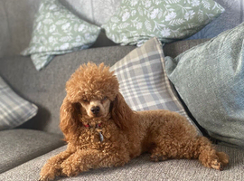 Kc Health Tested Red Toy Poodle At Stud