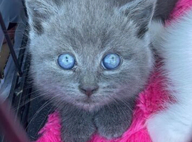 Adorable fluffy kittens looking for new home