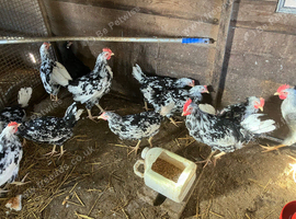 Exchequer leghorns