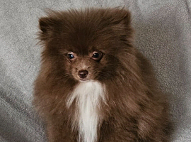 READY TO LEAVE NOW KC BOY POMERANIAN