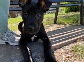 5 month old Mali Mix