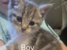 Beuitfull kittens ready for the forever home.