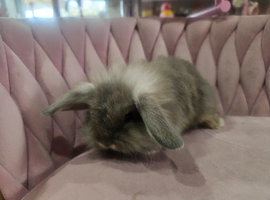 Baby miny lop ready for reserve