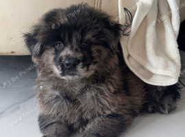 Reduced - CHOW SHEPHERDS READY NOW