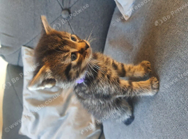 Gorgeous tabby & black kittens for sale!