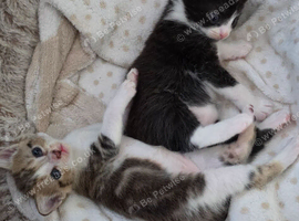 Beautiful Kittens Looking for Loving Homes!