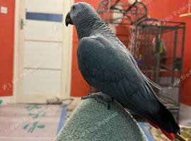 African grey parrot female