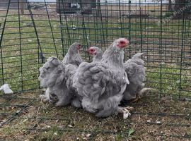 Lavender Pekin Bantam pullet hens for sale