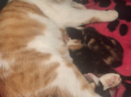 3 beautiful kittens