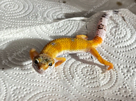Orange Leopard Gecko + Starter Setup for Sale